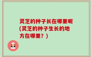 灵芝的种子长在哪里呢(灵芝的种子生长的地方在哪里？)