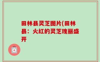 田林县灵芝图片(田林县：火红的灵芝瑰丽盛开