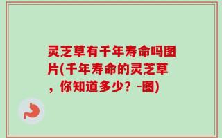 灵芝草有千年寿命吗图片(千年寿命的灵芝草，你知道多少？-图)