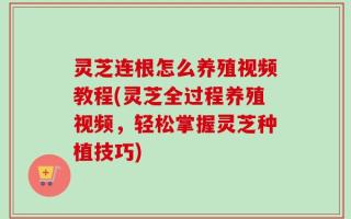 灵芝连根怎么养殖视频教程(灵芝全过程养殖视频，轻松掌握灵芝种植技巧)