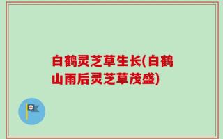 白鹤灵芝草生长(白鹤山雨后灵芝草茂盛)