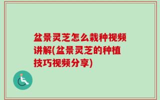 盆景灵芝怎么栽种视频讲解(盆景灵芝的种植技巧视频分享)