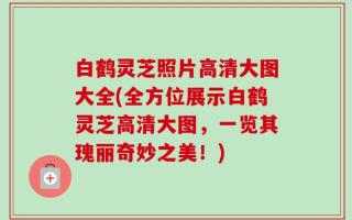 白鹤灵芝照片高清大图大全(全方位展示白鹤灵芝高清大图，一览其瑰丽奇妙之美！)
