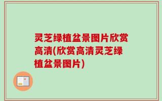 灵芝绿植盆景图片欣赏高清(欣赏高清灵芝绿植盆景图片)