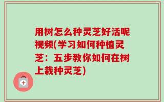 用树怎么种灵芝好活呢视频(学习如何种植灵芝：五步教你如何在树上栽种灵芝)