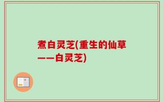 煮白灵芝(重生的仙草——白灵芝)