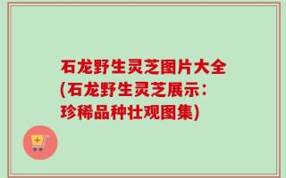 石龙野生灵芝图片大全(石龙野生灵芝展示：珍稀品种壮观图集)