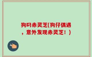 狗叼赤灵芝(狗仔偶遇，意外发现赤灵芝！)