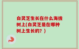 白灵芝生长在什么海拔树上(白灵芝是在哪种树上生长的？)