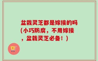 盆栽灵芝都是嫁接的吗(小巧防腐，不用嫁接，盆栽灵芝必备！)