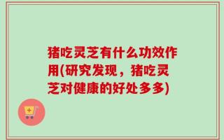 猪吃灵芝有什么功效作用(研究发现，猪吃灵芝对健康的好处多多)