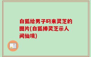 白狐给男子叼来灵芝的图片(白狐捧灵芝示人间仙境)