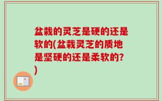 盆栽的灵芝是硬的还是软的(盆栽灵芝的质地是坚硬的还是柔软的？)