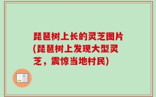 琵琶树上长的灵芝图片(琵琶树上发现大型灵芝，震惊当地村民)