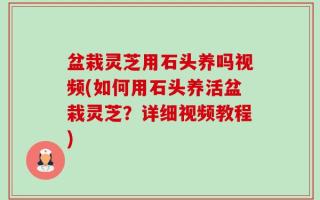 盆栽灵芝用石头养吗视频(如何用石头养活盆栽灵芝？详细视频教程)