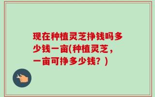 现在种植灵芝挣钱吗多少钱一亩(种植灵芝，一亩可挣多少钱？)