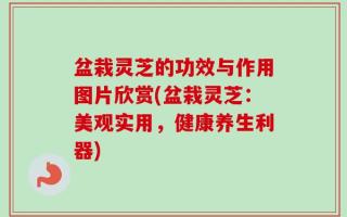 盆栽灵芝的功效与作用图片欣赏(盆栽灵芝：美观实用，健康养生利器)