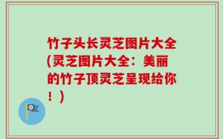 竹子头长灵芝图片大全(灵芝图片大全：美丽的竹子顶灵芝呈现给你！)