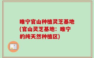 睢宁官山种植灵芝基地(官山灵芝基地：睢宁的纯天然种植区)