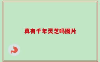 真有千年灵芝吗图片