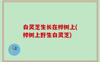 白灵芝生长在桦树上(桦树上野生白灵芝)