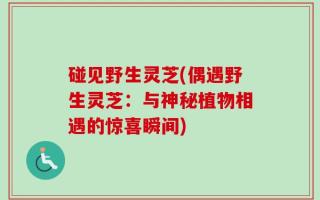 碰见野生灵芝(偶遇野生灵芝：与神秘植物相遇的惊喜瞬间)
