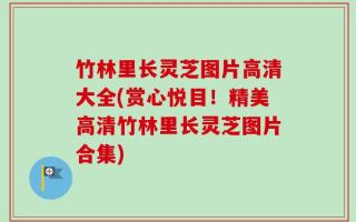 竹林里长灵芝图片高清大全(赏心悦目！精美高清竹林里长灵芝图片合集)