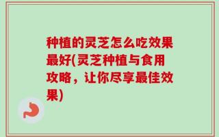 种植的灵芝怎么吃效果最好(灵芝种植与食用攻略，让你尽享最佳效果)