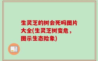 生灵芝的树会死吗图片大全(生灵芝树变危，图示生态险象)