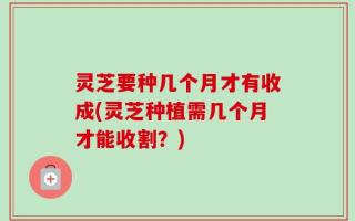 灵芝要种几个月才有收成(灵芝种植需几个月才能收割？)