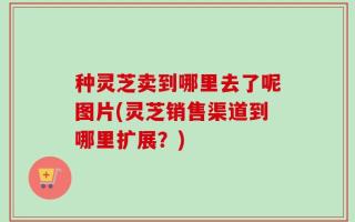 种灵芝卖到哪里去了呢图片(灵芝销售渠道到哪里扩展？)