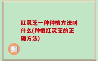 红灵芝一种种植方法叫什么(种植红灵芝的正确方法)