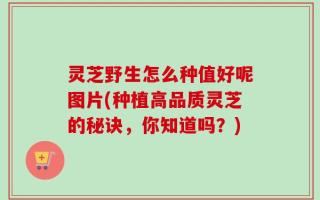 灵芝野生怎么种值好呢图片(种植高品质灵芝的秘诀，你知道吗？)
