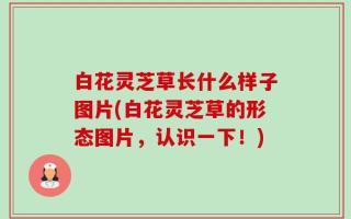 白花灵芝草长什么样子图片(白花灵芝草的形态图片，认识一下！)