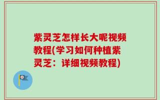 紫灵芝怎样长大呢视频教程(学习如何种植紫灵芝：详细视频教程)
