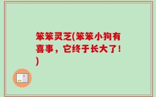 笨笨灵芝(笨笨小狗有喜事，它终于长大了！)
