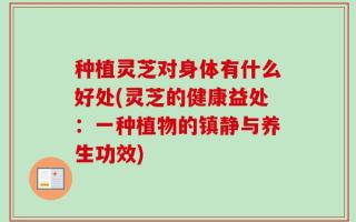 种植灵芝对身体有什么好处(灵芝的健康益处：一种植物的镇静与养生功效)