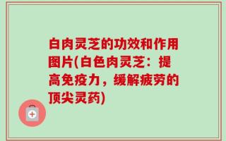 白肉灵芝的功效和作用图片(白色肉灵芝：提高免疫力，缓解疲劳的顶尖灵药)