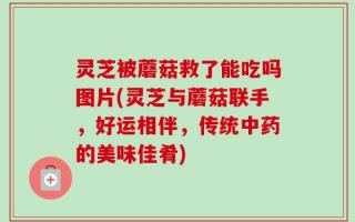 灵芝被蘑菇救了能吃吗图片(灵芝与蘑菇联手，好运相伴，传统中药的美味佳肴)
