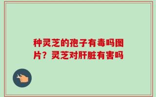 种灵芝的孢子有毒吗图片？灵芝对肝脏有害吗