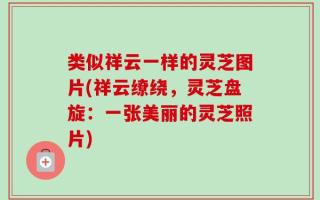 类似祥云一样的灵芝图片(祥云缭绕，灵芝盘旋：一张美丽的灵芝照片)
