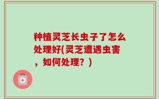 种植灵芝长虫子了怎么处理好(灵芝遭遇虫害，如何处理？)