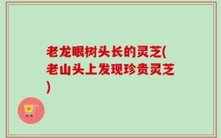 老龙眼树头长的灵芝(老山头上发现珍贵灵芝)