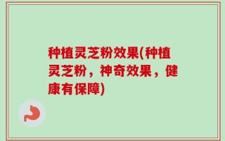 种植灵芝粉效果(种植灵芝粉，神奇效果，健康有保障)