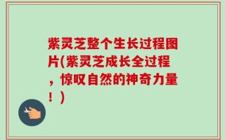紫灵芝整个生长过程图片(紫灵芝成长全过程，惊叹自然的神奇力量！)