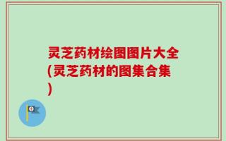 灵芝药材绘图图片大全(灵芝药材的图集合集)
