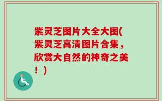 紫灵芝图片大全大图(紫灵芝高清图片合集，欣赏大自然的神奇之美！)