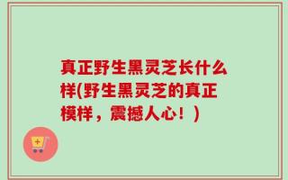 真正野生黑灵芝长什么样(野生黑灵芝的真正模样，震撼人心！)