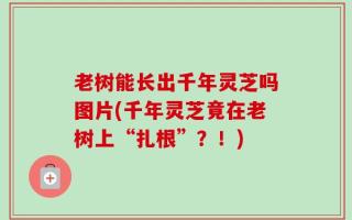 老树能长出千年灵芝吗图片(千年灵芝竟在老树上“扎根”？！)
