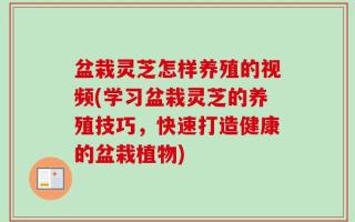 盆栽灵芝怎样养殖的视频(学习盆栽灵芝的养殖技巧，快速打造健康的盆栽植物)